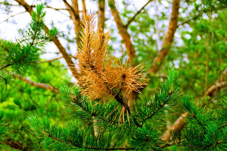 Close up shooting of yellowish and evergreen branches of pine treeの写真素材