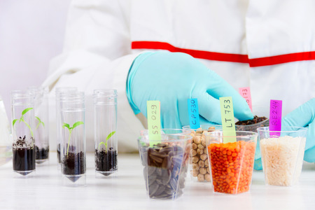 Scientist testing gmo plants and seeds in biological laboratoryの写真素材