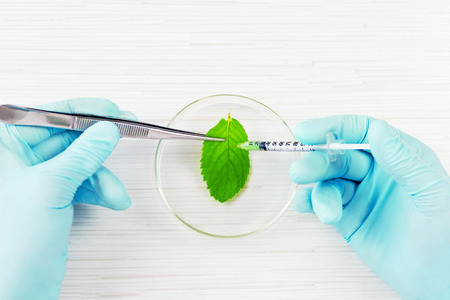 Scientist working with gmo plants and seeds in biological laboratory. Using injector for testing the leaf. Top view の写真素材