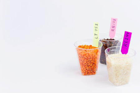 Ecologically clean products. Gmo grain and seeds located in the glass cups isolated on the white...