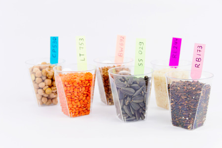 Ecologically clean products. Gmo grain and seeds located in the glass cups isolated on the white...