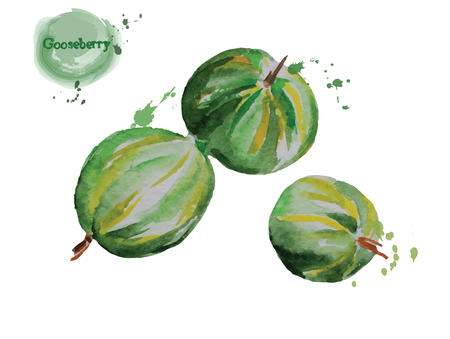 Hand drawn watercolor gooseberry isolated on white background. Vector illustrationのイラスト素材