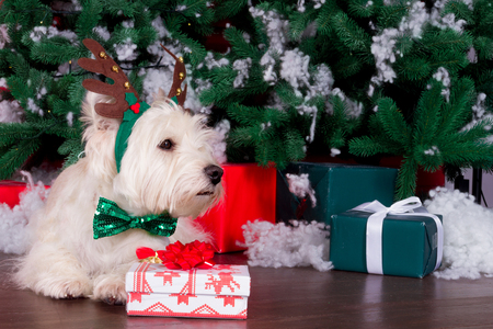 Decorated west highland white terrier dog as symbol of 2018 New Year with green bow tie, decorative bows and christmas deer horn and christmas pine tree with gifts on backgroundの写真素材