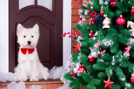 Decorated west highland white terrier dog as symbol of 2018 New Year with red bow tie sitting near door and pine tree in winter holiday の写真素材