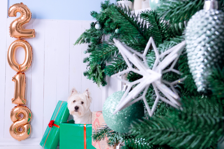 West highland white terrier dog as symbol of 2018 New Year and gold balloons of numbers, Christmas pine tree with silver decoration and gifts on backgroundの写真素材