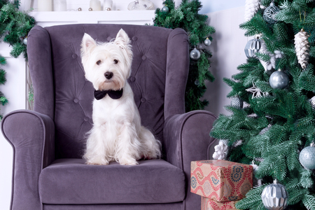 West highland white terrier dog as symbol of 2018 New Year with black bow tie sitting on sofa and 
Christmas pine tree with silver decoration and gifts on backgroundの写真素材