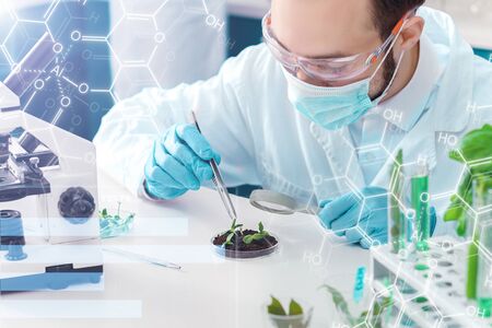 Scientist man is conducting experiments, tests with plants in petri dish at laboratory....