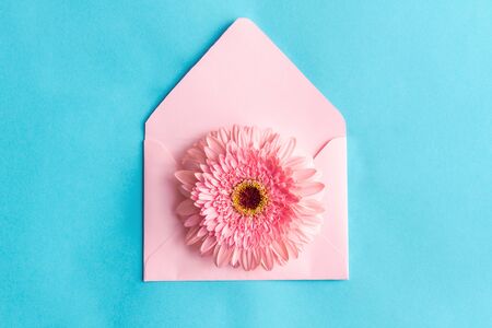Pink envelope with big gerbera flower on blue background. Template for greeting card, invitation for...