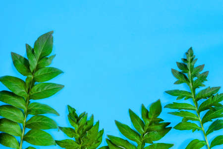 Green palm leaves are laid out on bottom of blue background, canvas. Blank template, frame for greeting, invitation card. Vacation, trip, travel to foreign tropical exotic countries concept.の写真素材