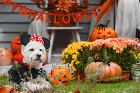 Funny dog west highland white terrier dressed in mickey mouse costume is sitting near decorated with pumpkins house. Preparation for celebration. Trick or treat. Happy halloween and autumn concept.の写真素材