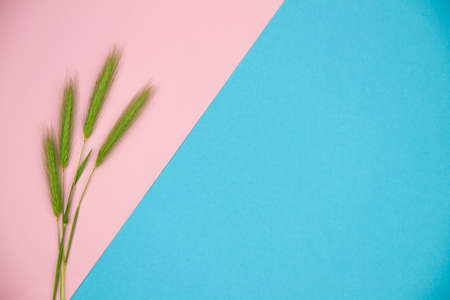 Spike of wheat is on two tone pink and blue background. Copy space for advertising text inscription. Mockup template for summer promotion banner. Bright colorful spring poster for special offer.の写真素材
