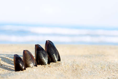 Beach with sunny colorful blue sky sea waves background and copy space for text. Dark shells are sticking out of sand. Traveling and feeling lonely, cheering up, rest, refresh and relax. Vacation moodの写真素材