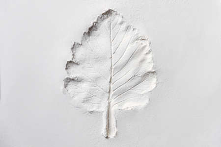 Silhouette of tree leaf printed on 
smooth flat surface. Top view of white dust, sand blow, flour, powder. Abstract grainy texture. Autumn nature pattern background concept. Process of cooking.の写真素材