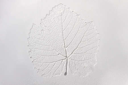 Silhouette of tree leaf printed on 
smooth flat surface or table. Top view of white dust, sand blow,...