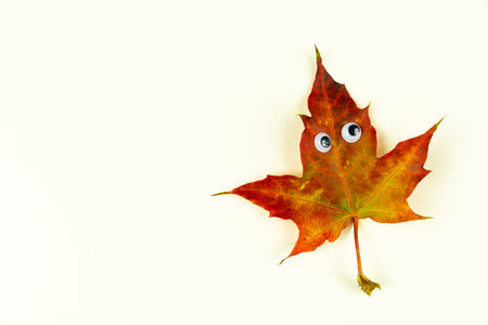 Autumn fallen brown wooden leave with funny face. Maple tree, solitary leaf on white background. Abstract image of bright brown forest leave. Holiday card template. Creative season layout. Copy spaceの写真素材