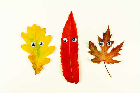 Autumn fallen wooden leaves with funny faces. Maple leaves, solitary leaf on white background, different colors. Abstract image of bright  yellow, red, orange, forest leave. Holiday card template.の写真素材
