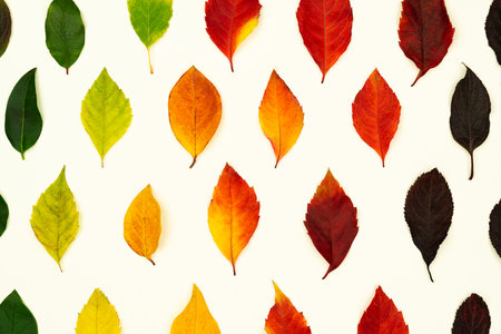 Autumn pattern with dry fallen leaves, red, orange, yellow, green, brown color gradient on white...