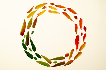 Round frame of different colorful leaves on white background. Design template for logo, invitation, greetings. Laconic stylish minimalist deciduous border wreath. Layout thematic card with autumn moodの写真素材