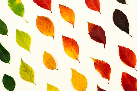 Autumn pattern with dry fallen leaves, red, orange, yellow, green, brown color gradient on white...
