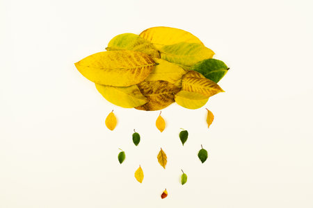 Raining cloud made from yellow and green collection of fallen leaves different shapes and colors. Autumn poster with cartoon rain from colorful leaves. Seasonal elements isolated on white background.の写真素材