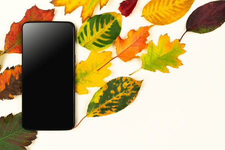 Autumn pattern with dry fallen colorful different leaves, red, yellow, green, color gradient on white background. Front view of modern stylish smartphone. Fall minimalist deciduous foliage template.の写真素材