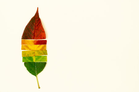 Autumn fallen leaf from different bright colored parts of dry leaves with gradient from green to red...