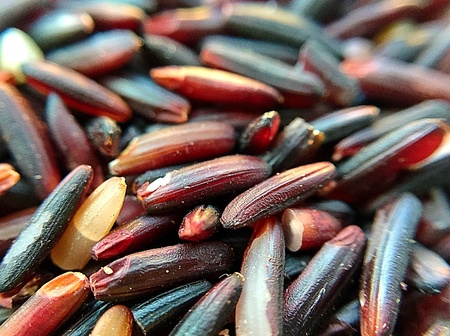 Rice berry in thailandの素材