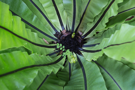 new born of Bird's nest fernの写真素材