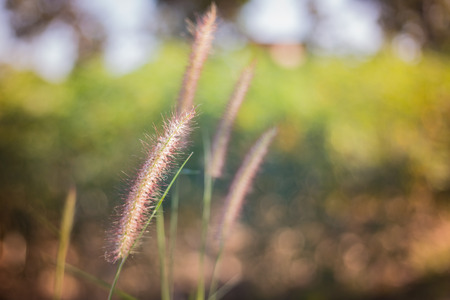 The Liliopsida, Poaceaeの写真素材