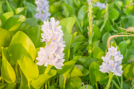 Jumbo Water Hyacinth
