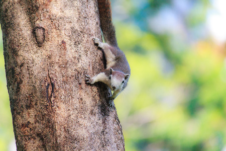 Squirrels living freely in nature.