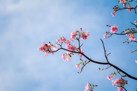 The flowers that bloom in parkの写真素材