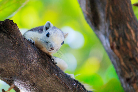 Squirrels living freely in nature