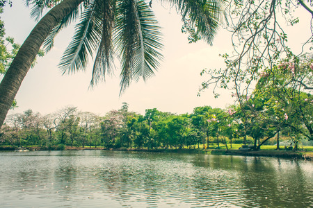 the park landscape on cityの写真素材