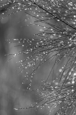 Pine leaves wet after rain.の写真素材