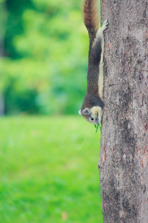 Squirrels live in park, natureの写真素材