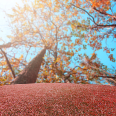 landscape background retouch vintage style in forestの写真素材