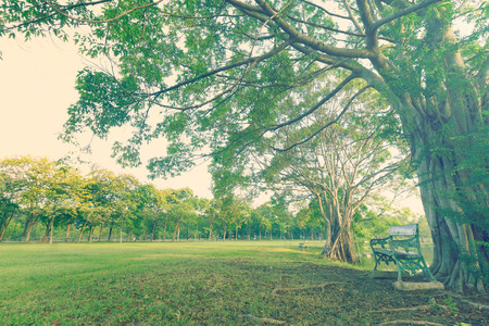 landscap tree and sunrise vintage style in parkの写真素材
