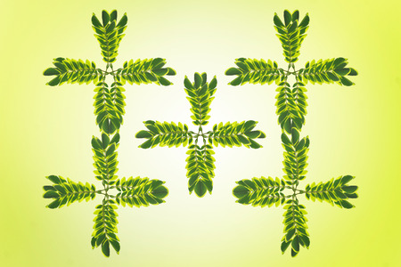 Leaves on a green backgroundの写真素材