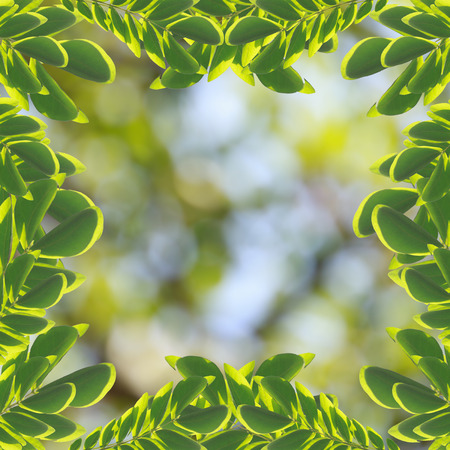 leaves on a bokeh background.の写真素材