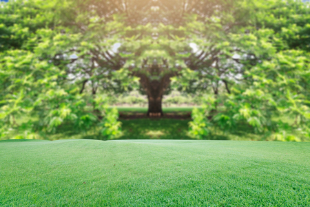 beautiful landscap big tree and sunrise  vintageの写真素材