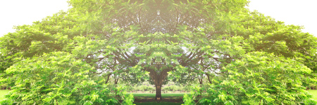 beautiful landscap big tree and sunrise  vintage