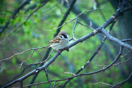 Sparrow on a branchの写真素材
