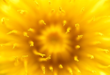 Macro shot of yellow dandelion