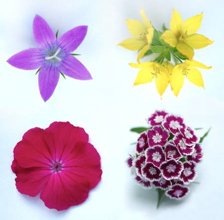 Set of different  flowersの写真素材