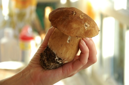 fresh porcino in handの写真素材