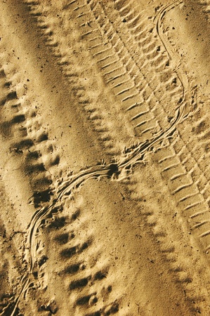 lizard track above the tire track on the sandの写真素材