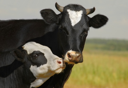 cow and her calf kissing