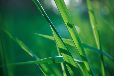 silhouette  of a bug on a spring green grassの写真素材