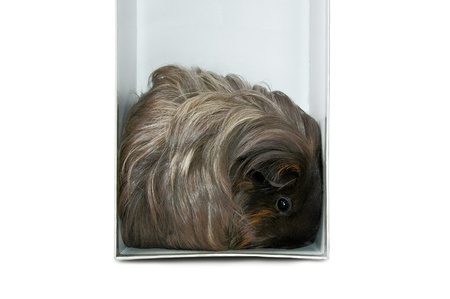 a cavy in the box isolated on whiteの写真素材